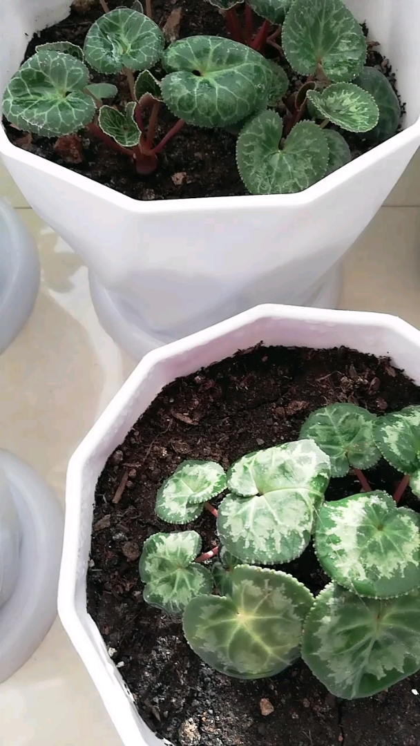 全民小助手 仙客来小苗