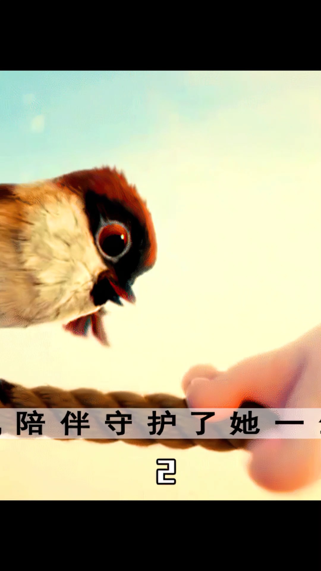 电影解说麻雀爱上小女孩陪伴守护了她一生结局引人深思