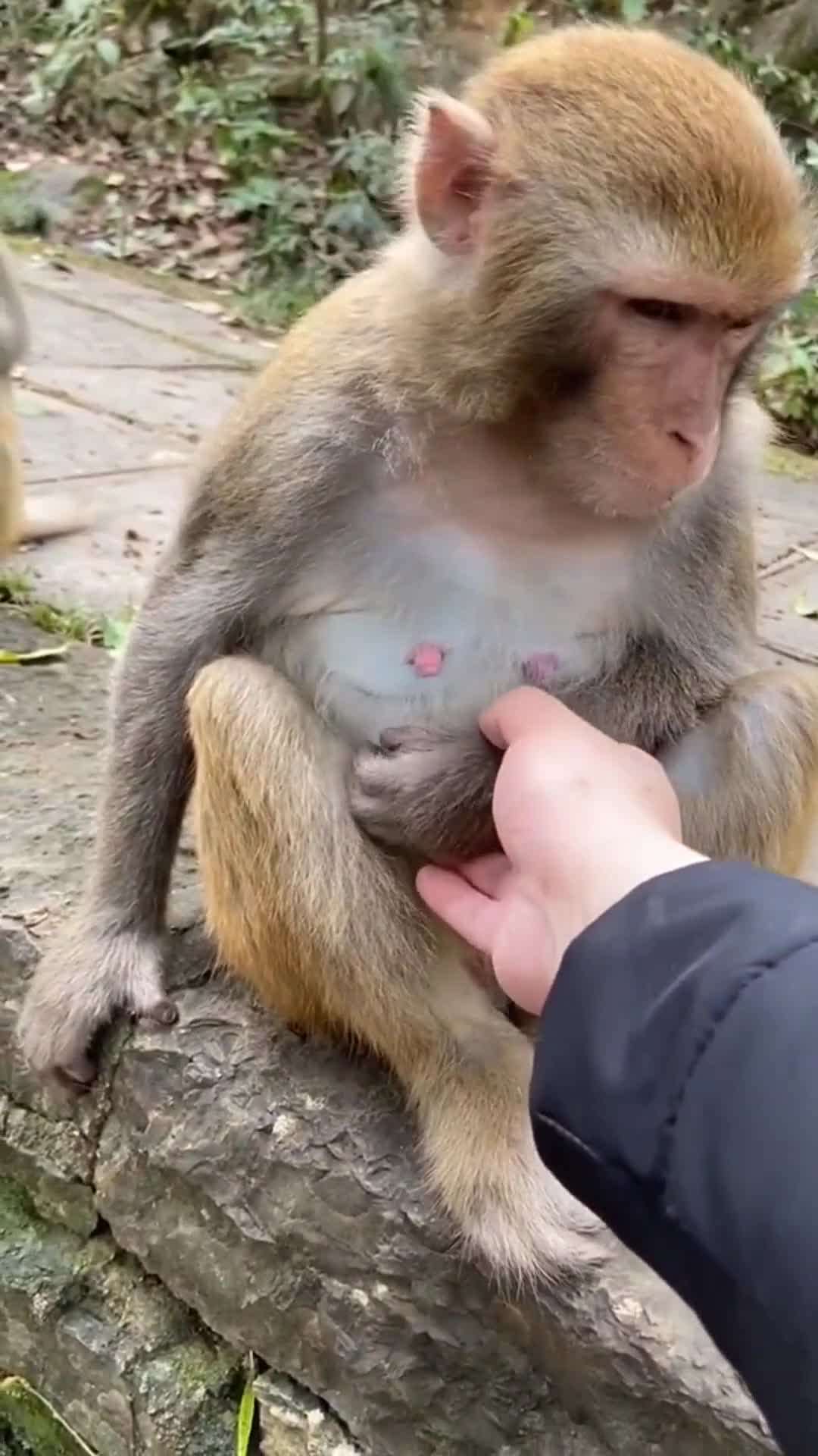 这么调戏猴子好么?