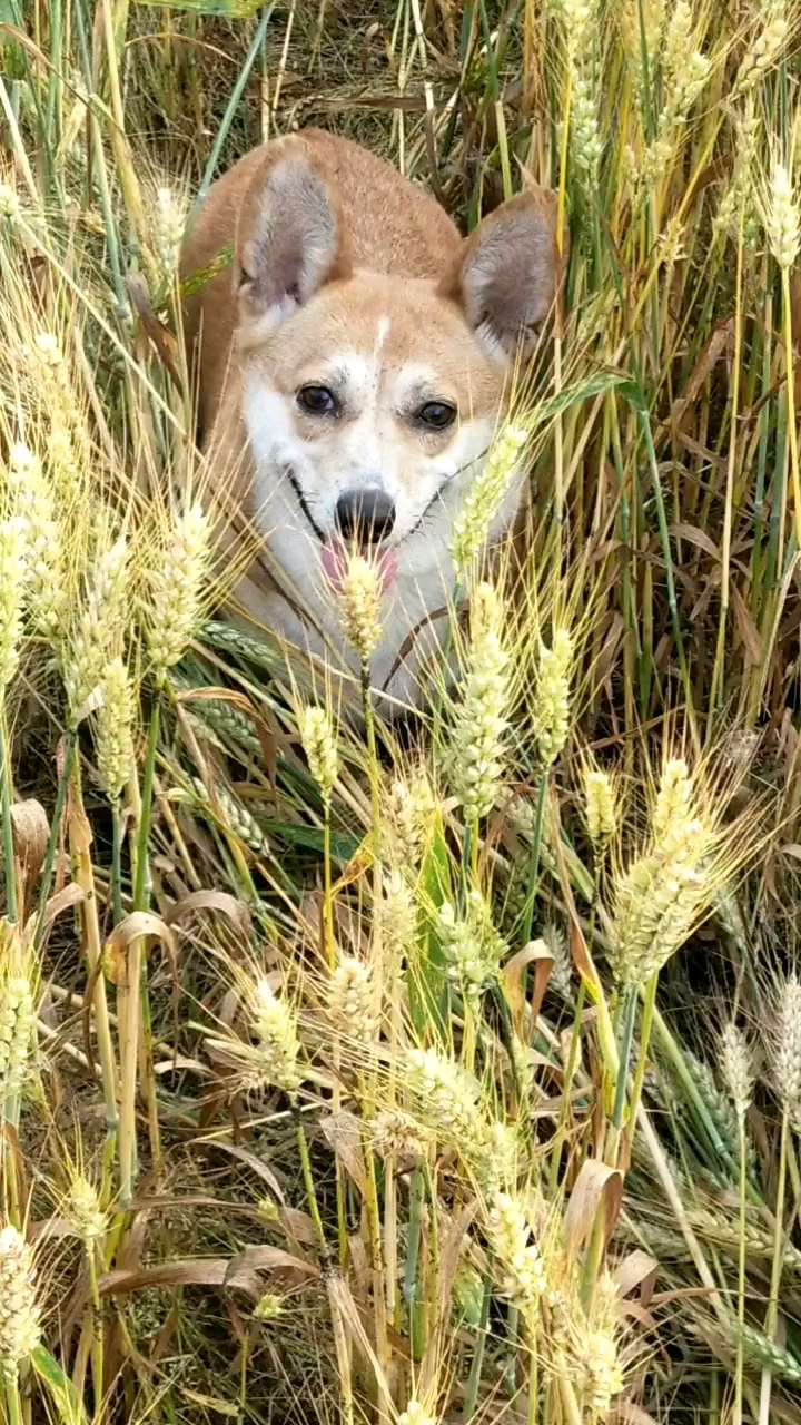 麦田里的狗狗