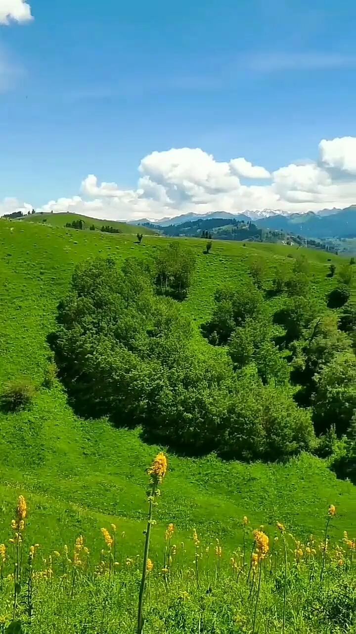 一片翠绿色的风景映入眼帘,同样来自新疆伊犁河谷