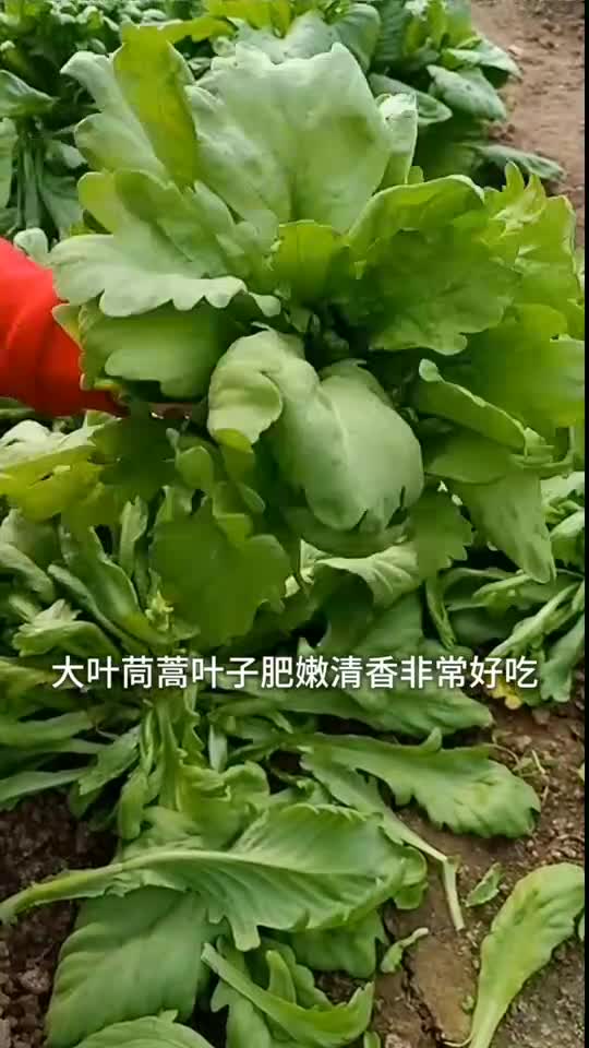 這種茼蒿葉片肥嫩好吃,還能多茬採收,現在該種了