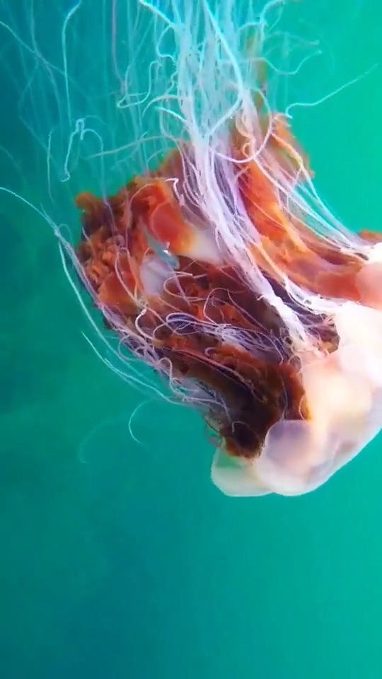 狮鬃水母,世界上体型最大的水母之一,加上触手体长可达36.