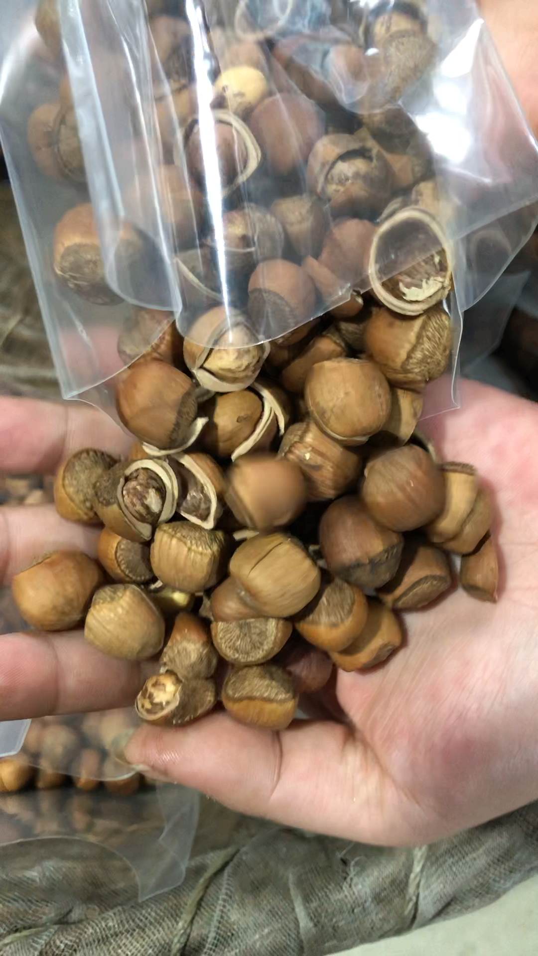 有没有吃过的,野生山榛子