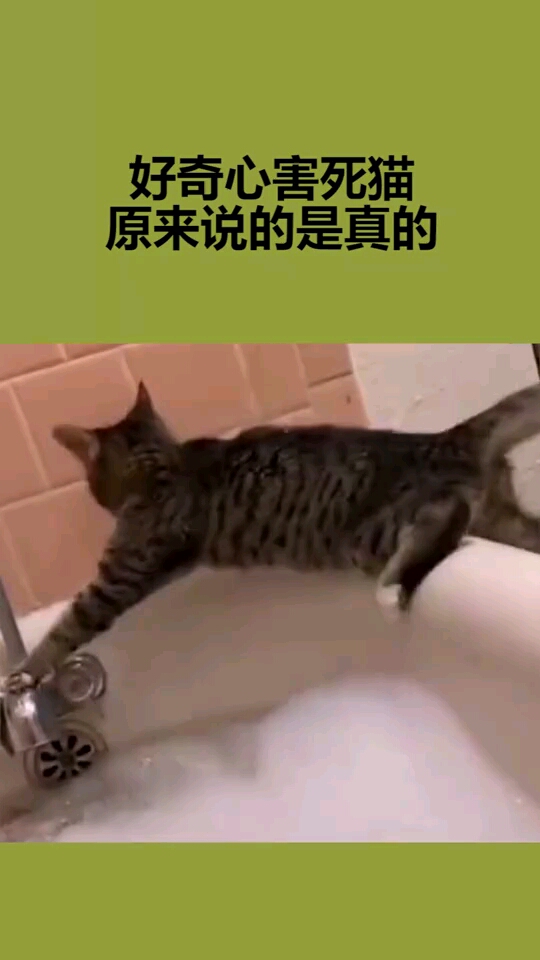 好奇心害死猫原来说的是真的