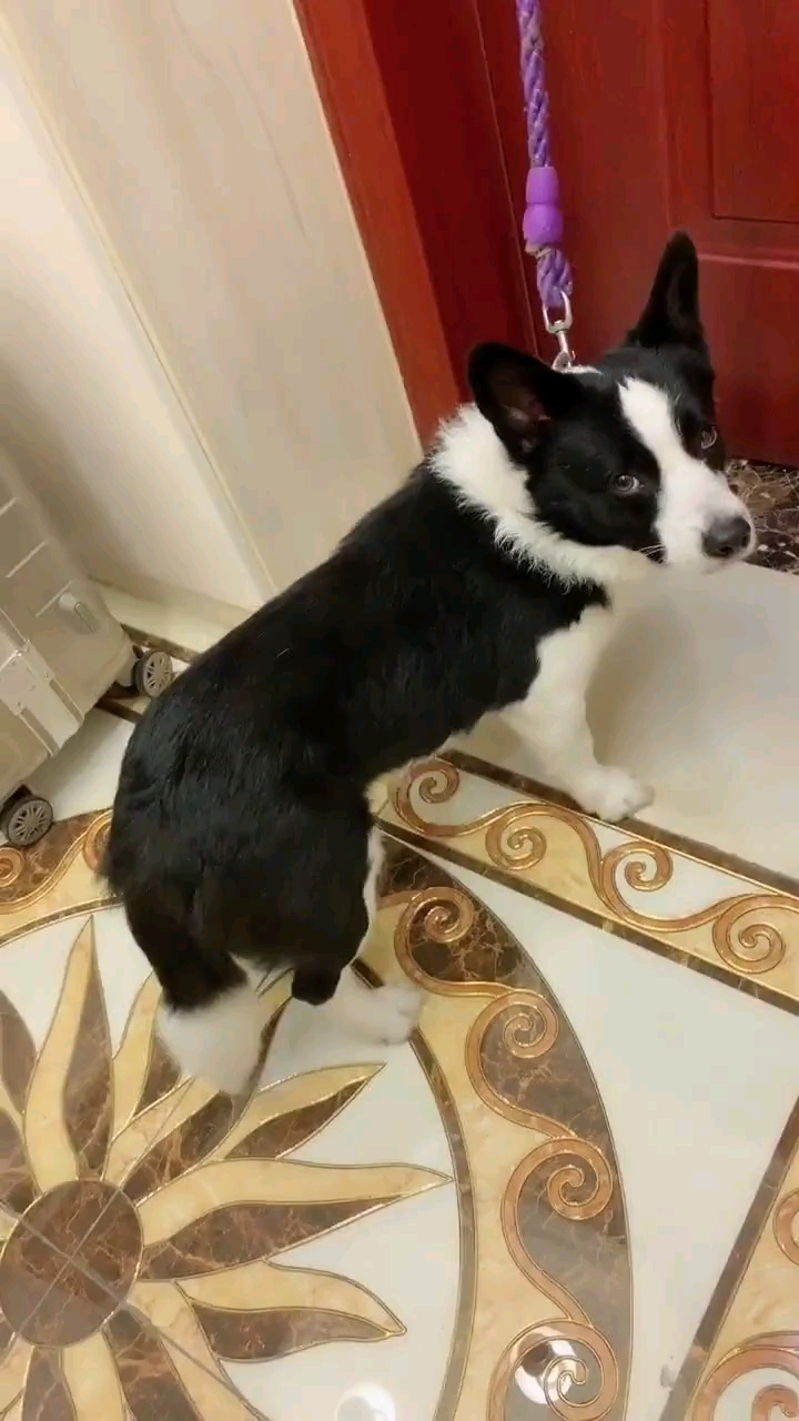 柯基版本的边牧