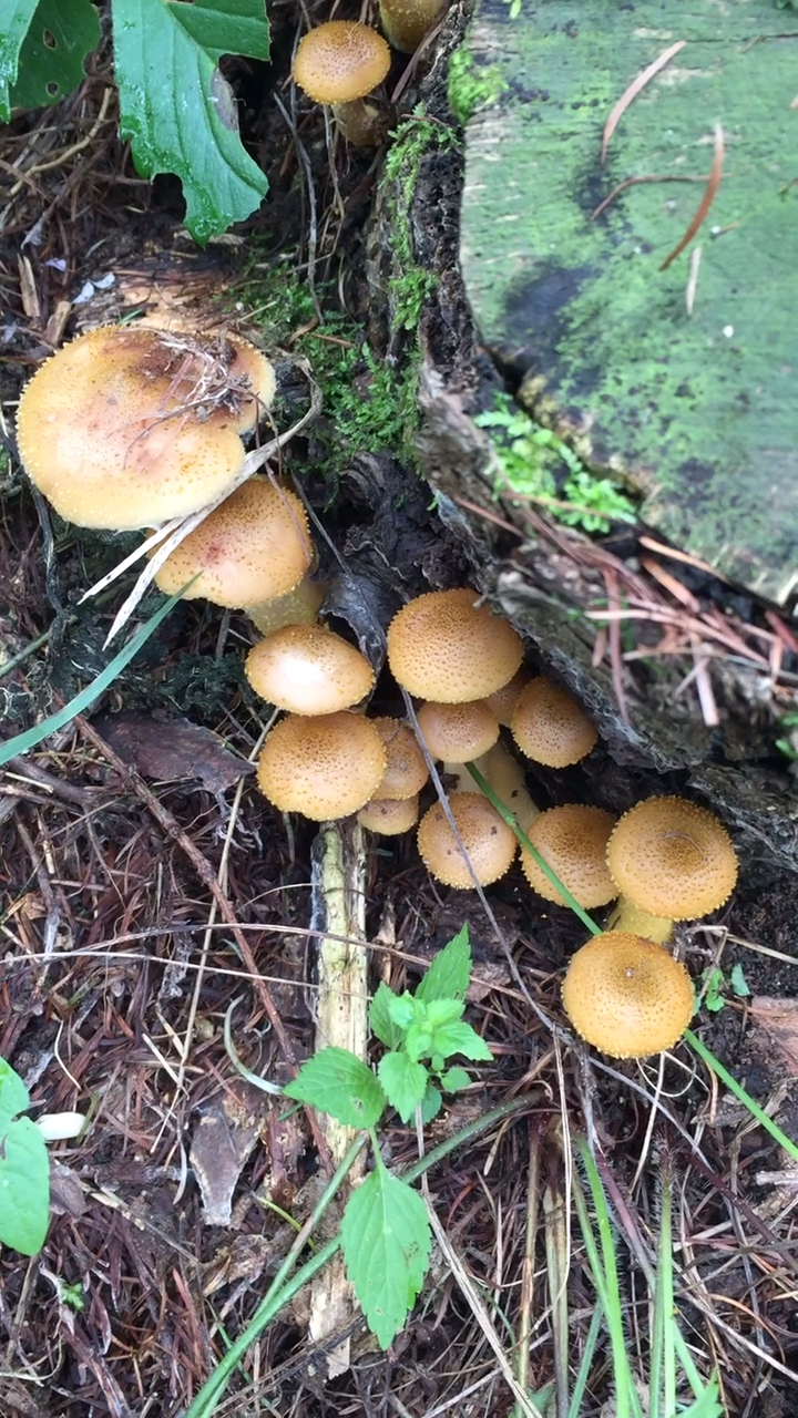 看看这是大山里的榛蘑菇