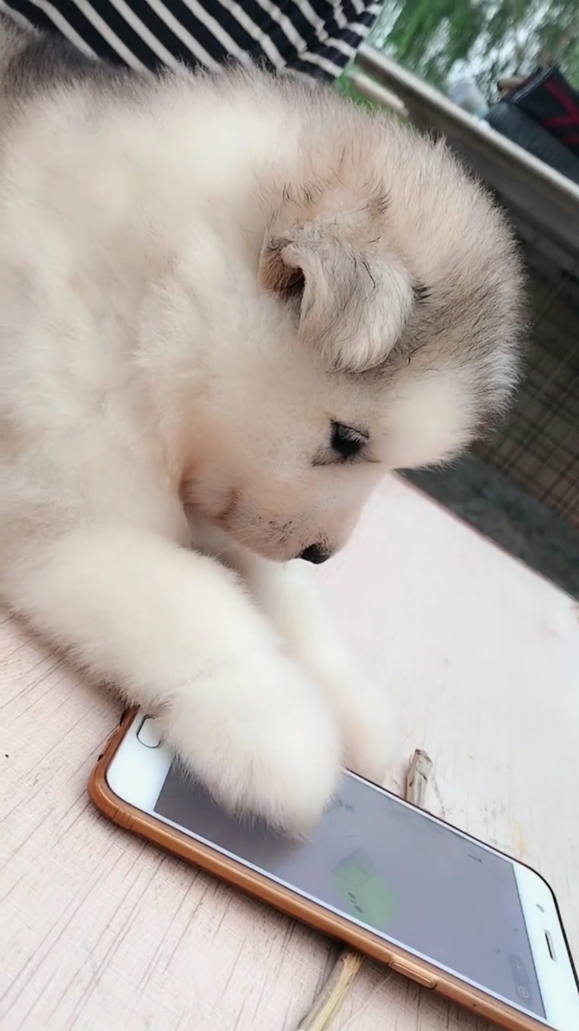 一只会用手机玩游戏的狗狗,不过我怎么看着像是人在操作呢?-度小视