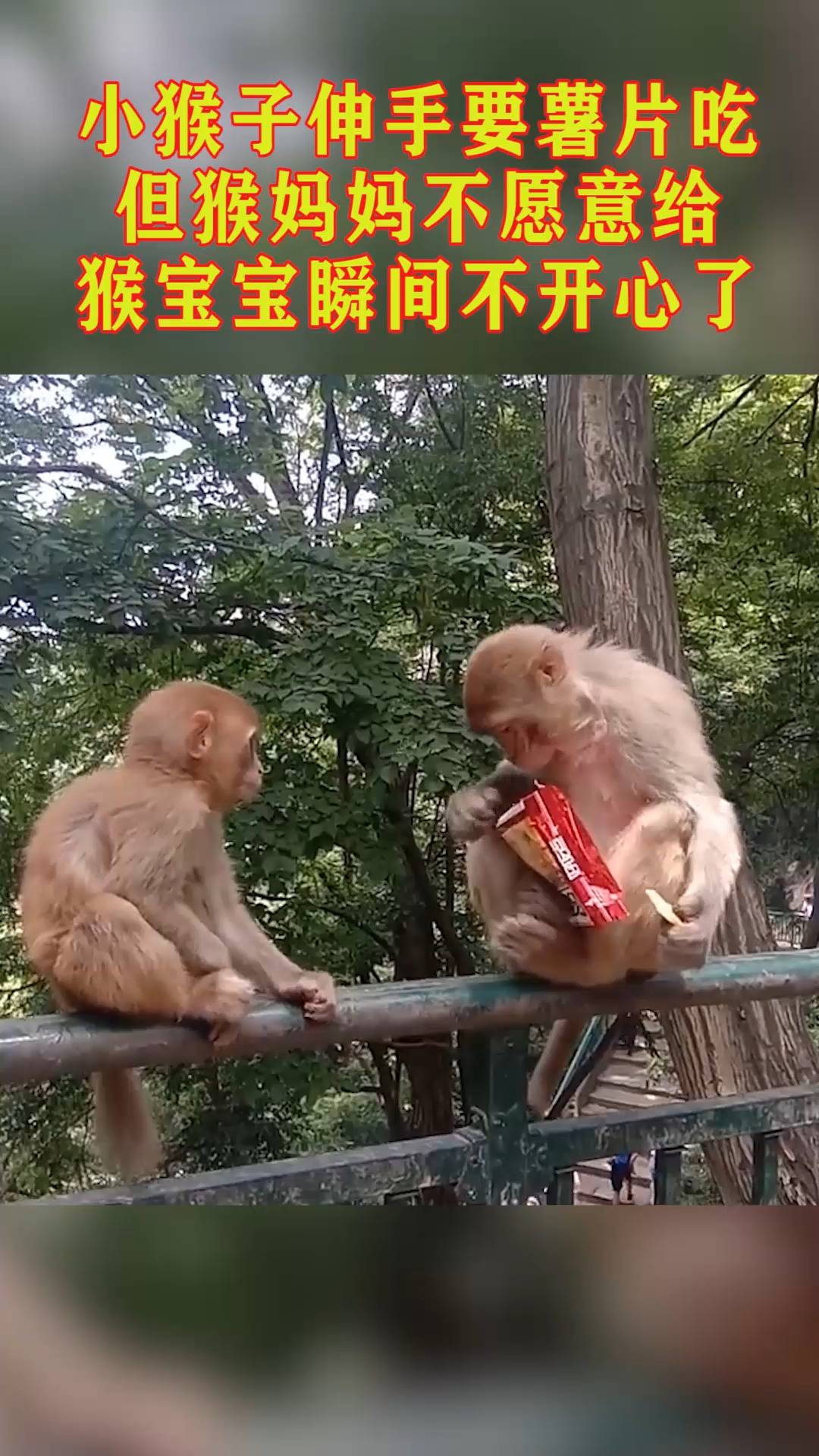 小猴子伸手要薯片吃但猴妈妈不愿意给猴宝宝瞬间不开心了
