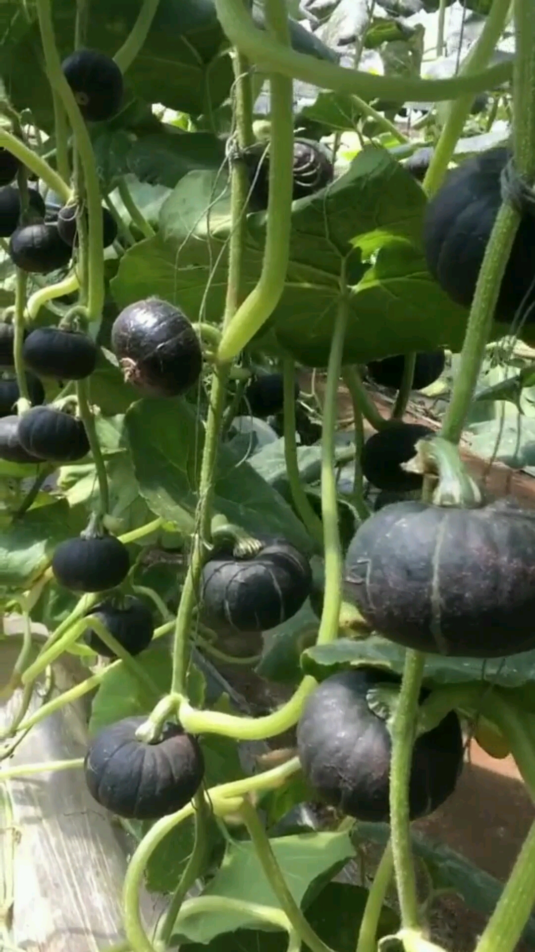 这样的小窝瓜你吃过吗?