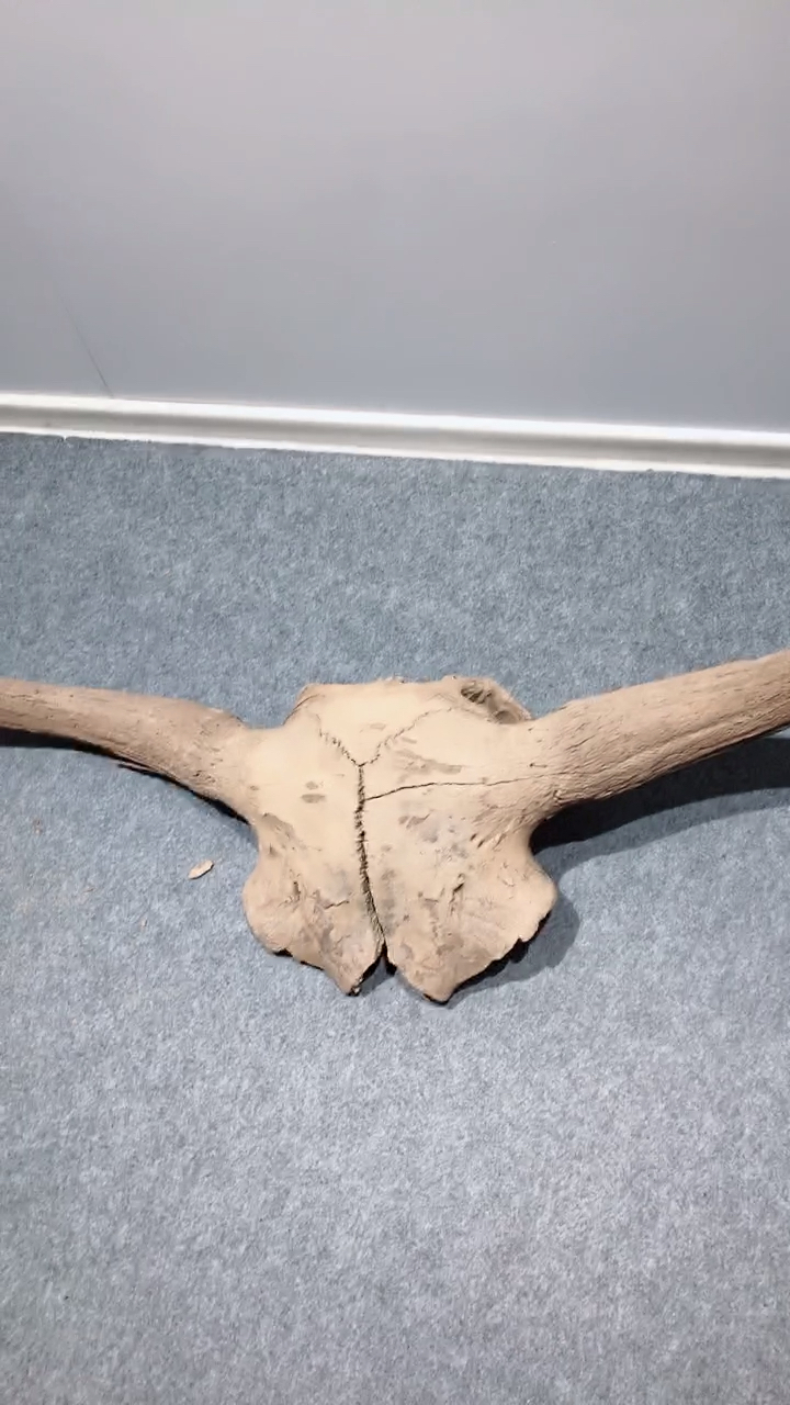 八千年以上的的野牛头化石!