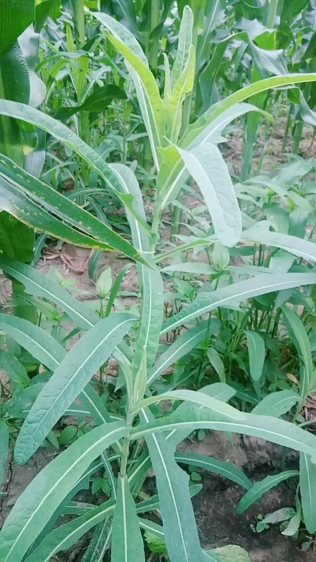 这种野生菜现在不好找了