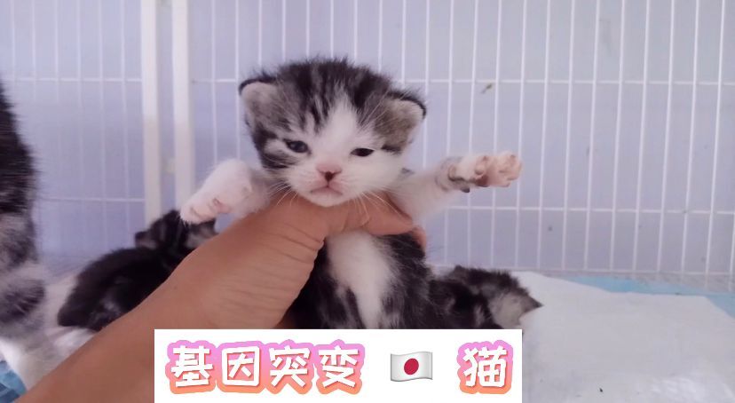 小猫咪竟长得像日本人也太尴尬了吧