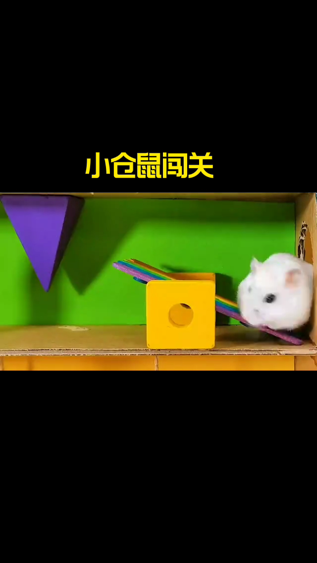 小仓鼠闯关视频,我告诉大家
