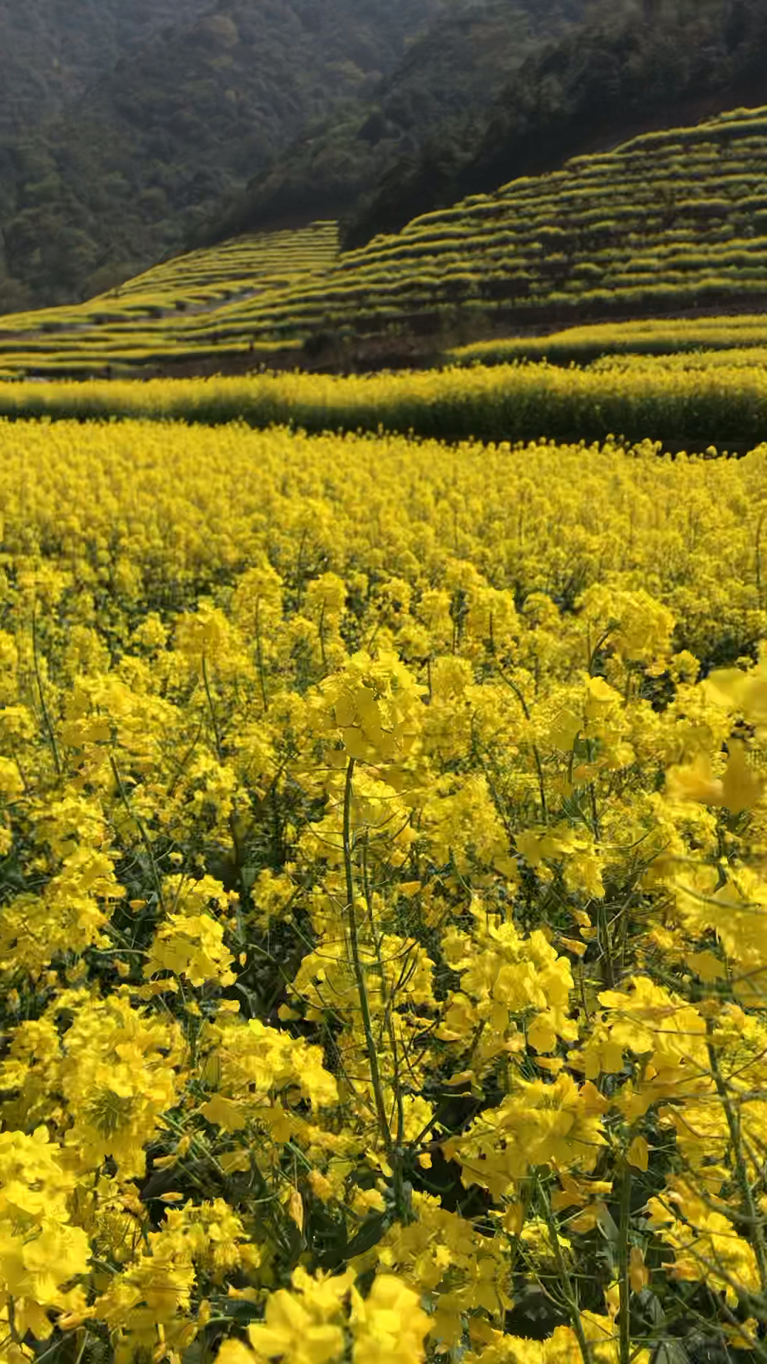 宁波奉化区金珠山庄农家乐油菜花基地