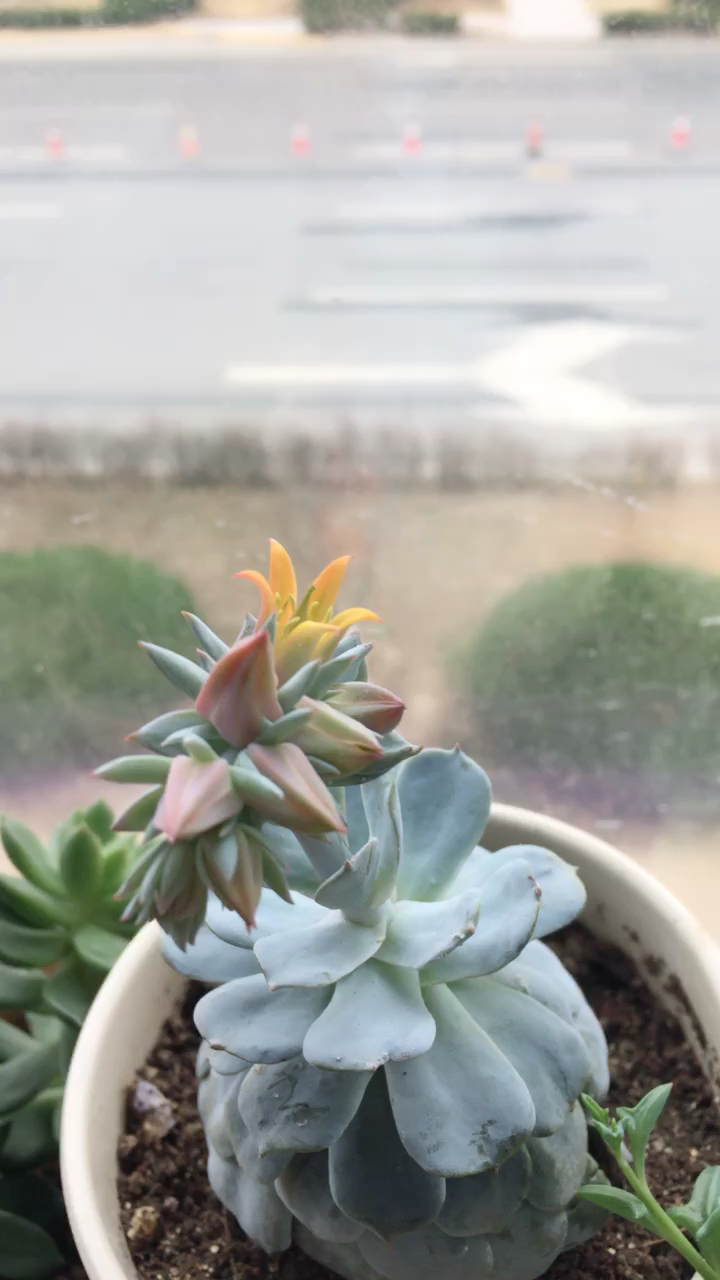 我的蓝石莲开花了