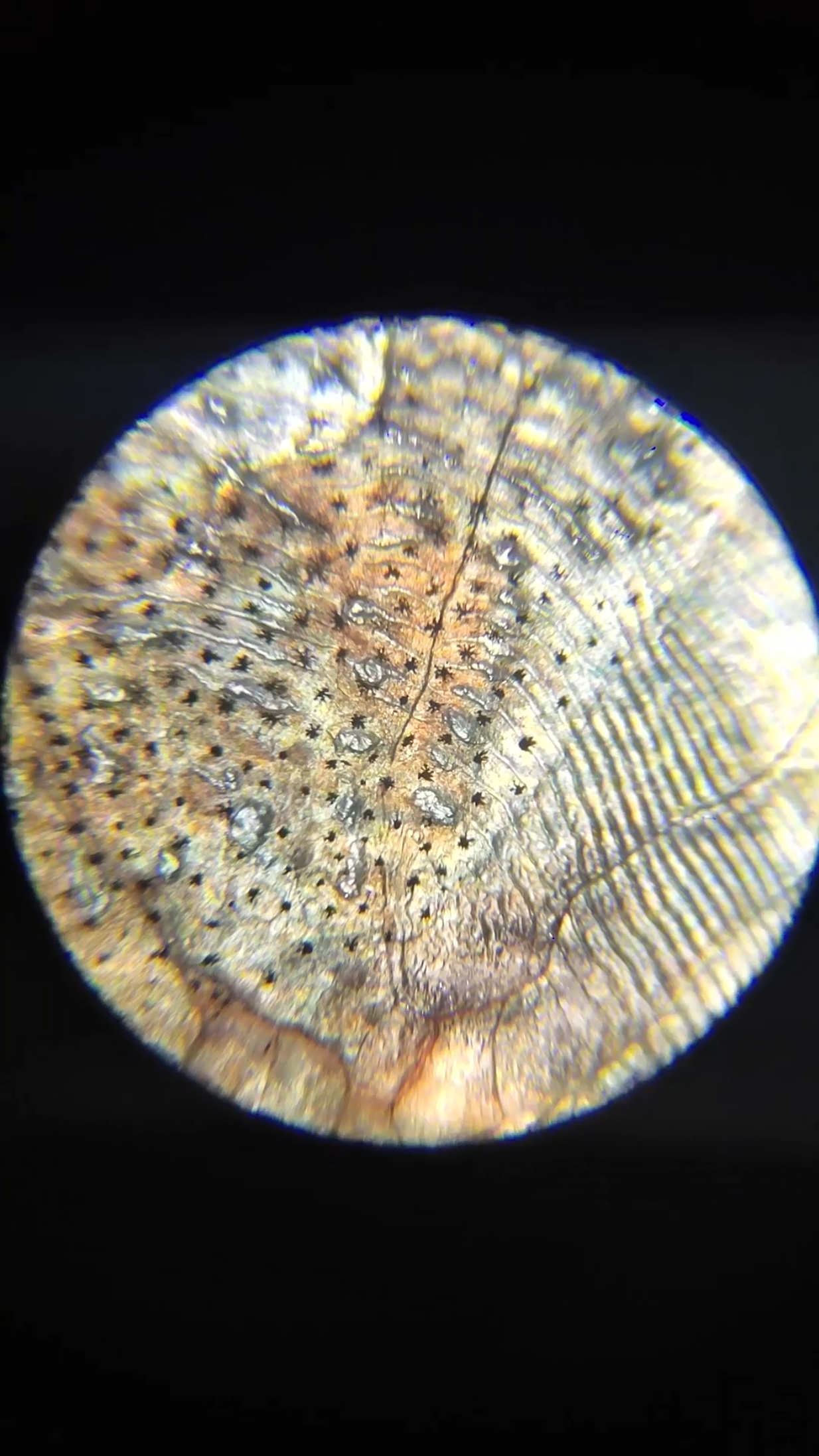 佛系生活#带血鱼鳞放大200倍 ,没见过吧