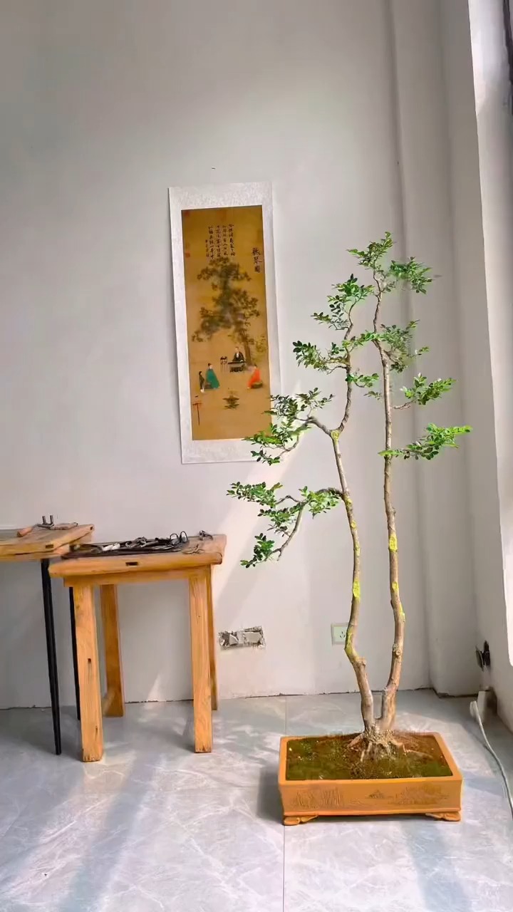 整理棵双杆黄杨