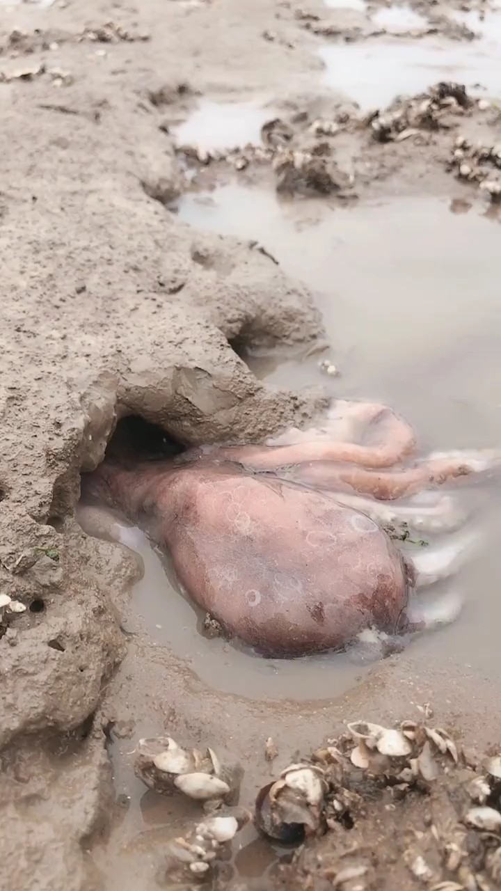 抗暑大作战#八爪鱼钻洞