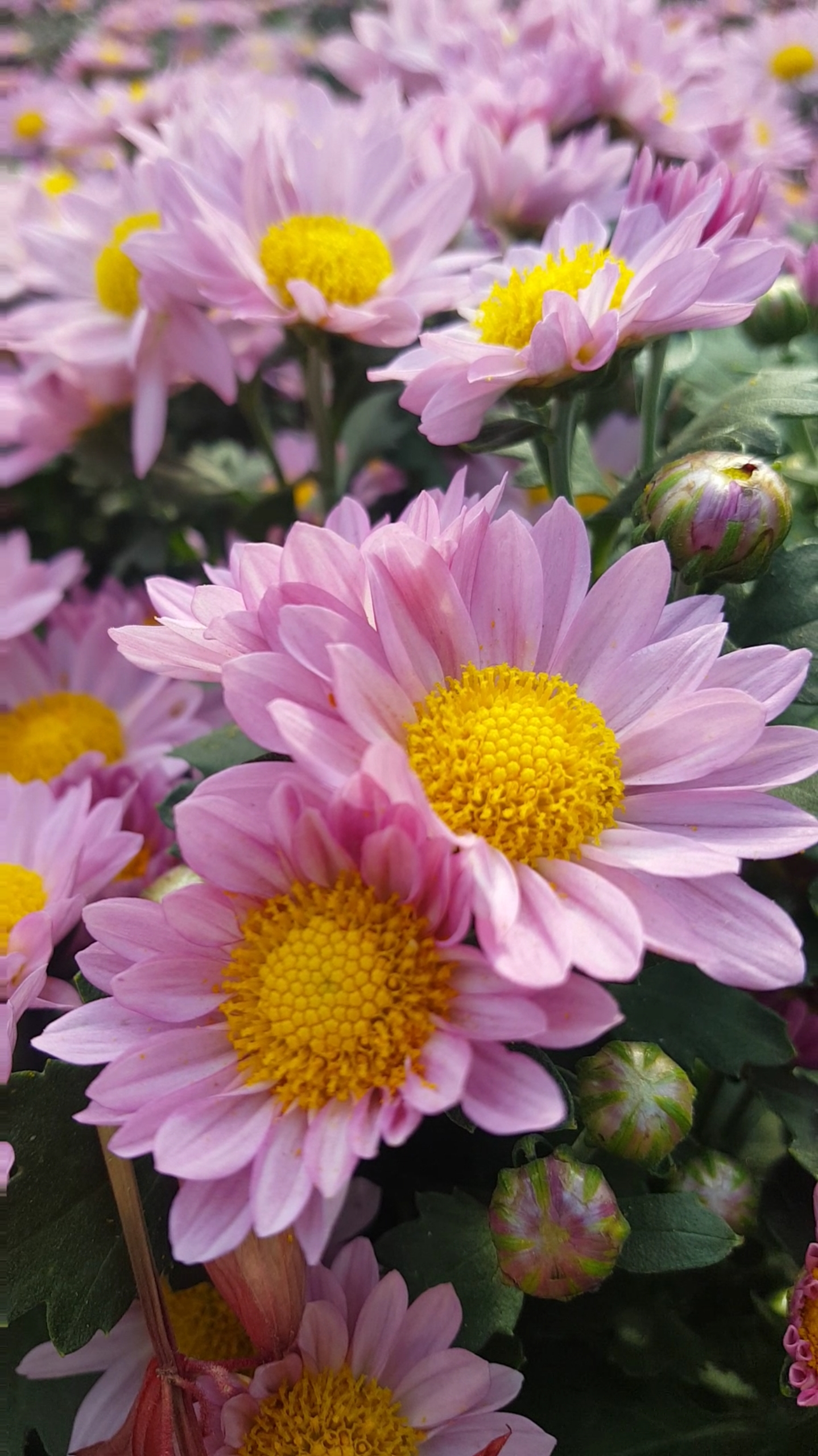 十一出游记#美丽的粉菊花!