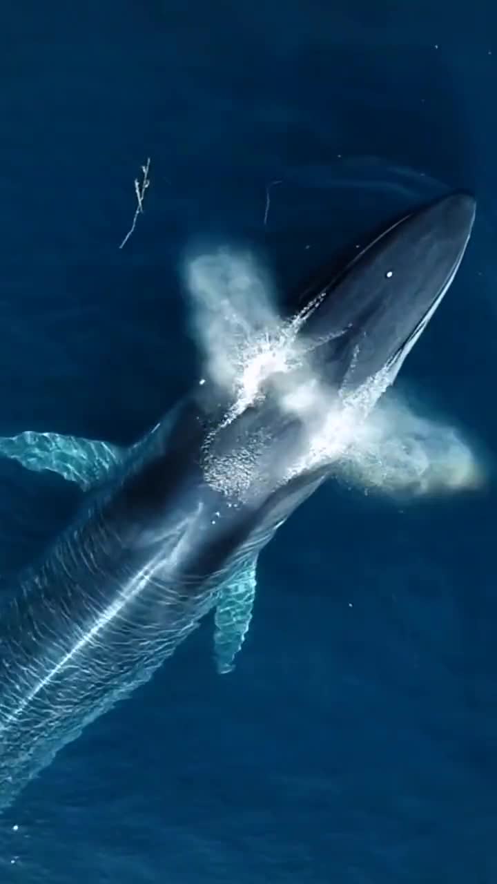 给大家分享一下世界上最大的海洋霸主蓝鲸浮出水手,拍摄不易,见者点赞