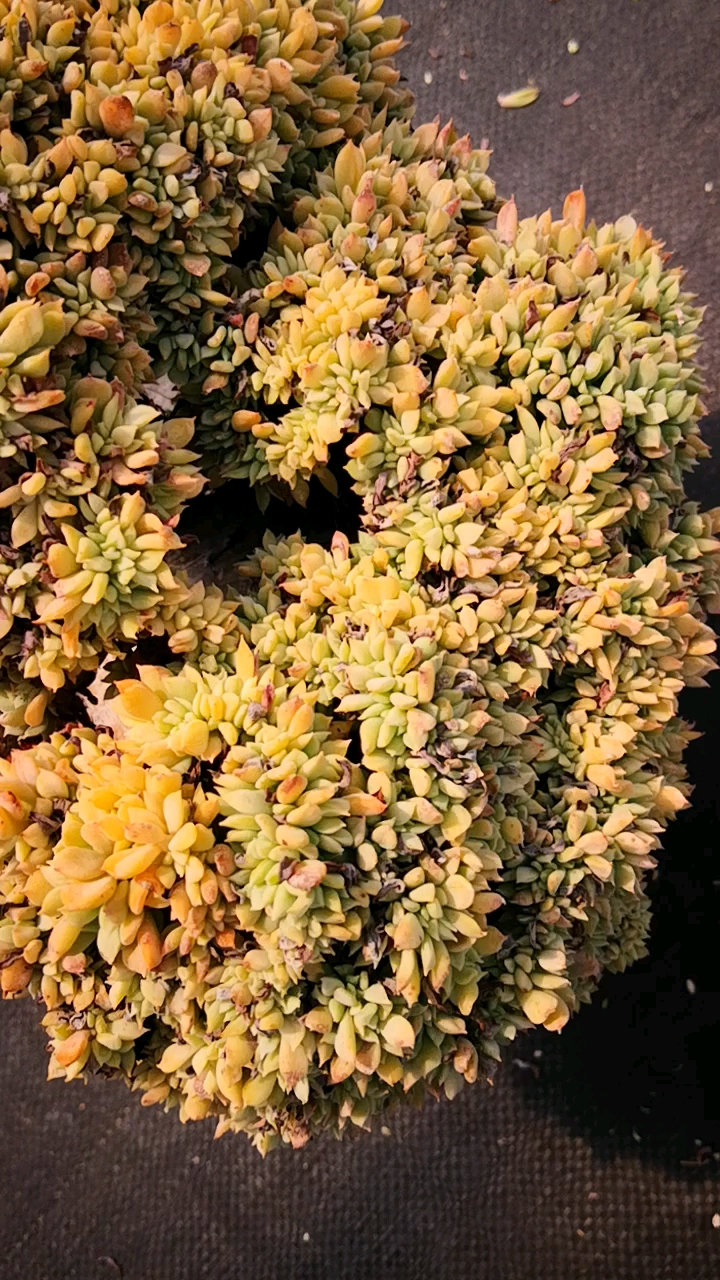 有一种可爱叫多肉!#手掌造型的芒果布丁缀化老桩,造型和颜色都挺好!