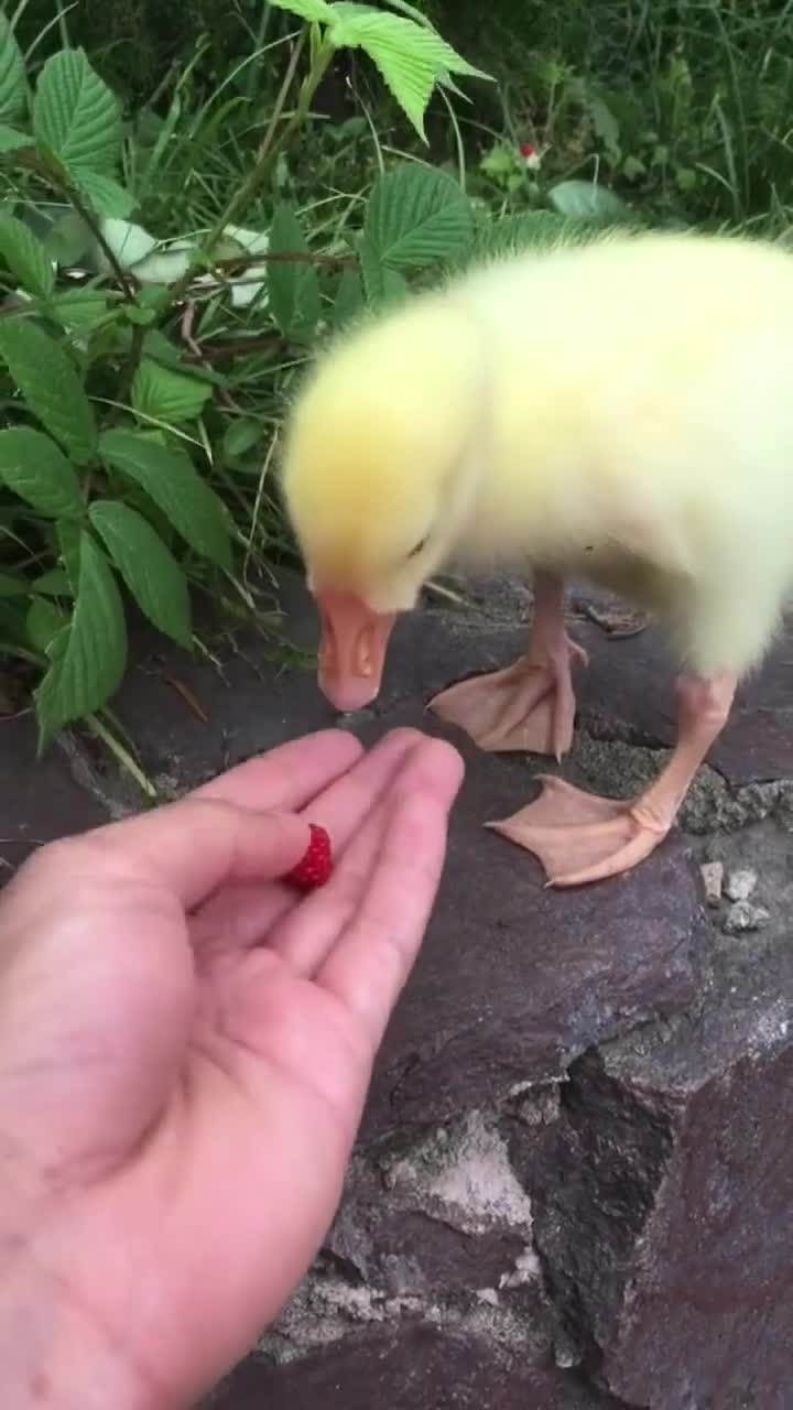 鸭子到底吃什么,看看手里的树莓,算了,还是吃叶子吧-度小视