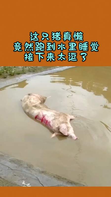 我要上热门#这只猪真懒,竟然跑到水里睡觉,接下来太逗了