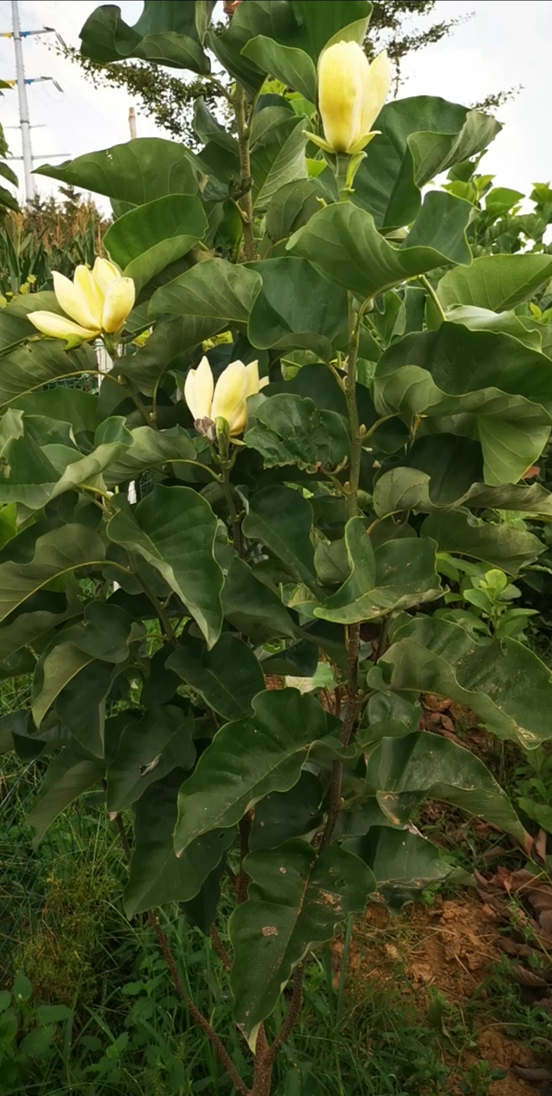 秋季开花的黄鸟玉兰