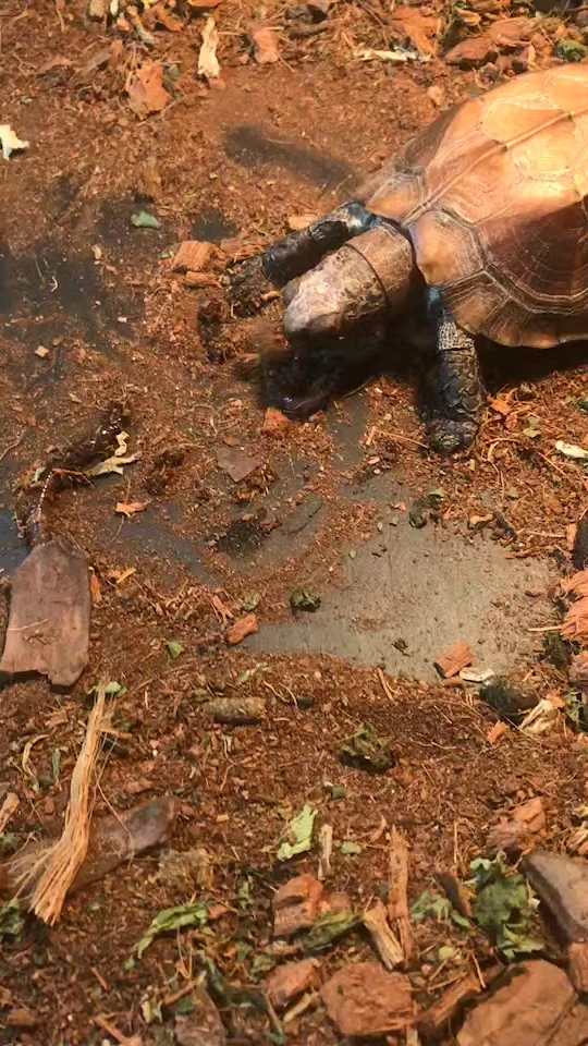乌龟吃食系列(一) 带你正面直击不一样的乌龟觅食