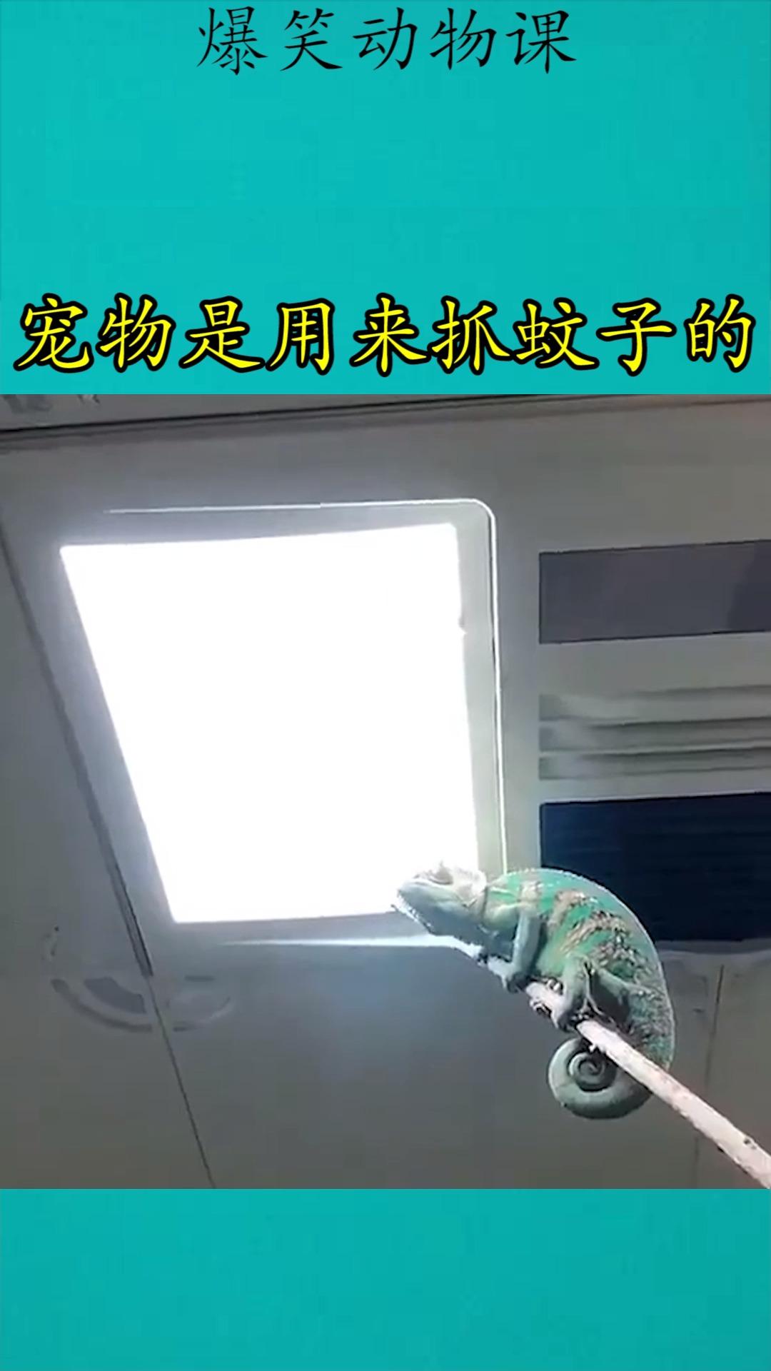 我要上热门#宠物是用来抓蚊子的