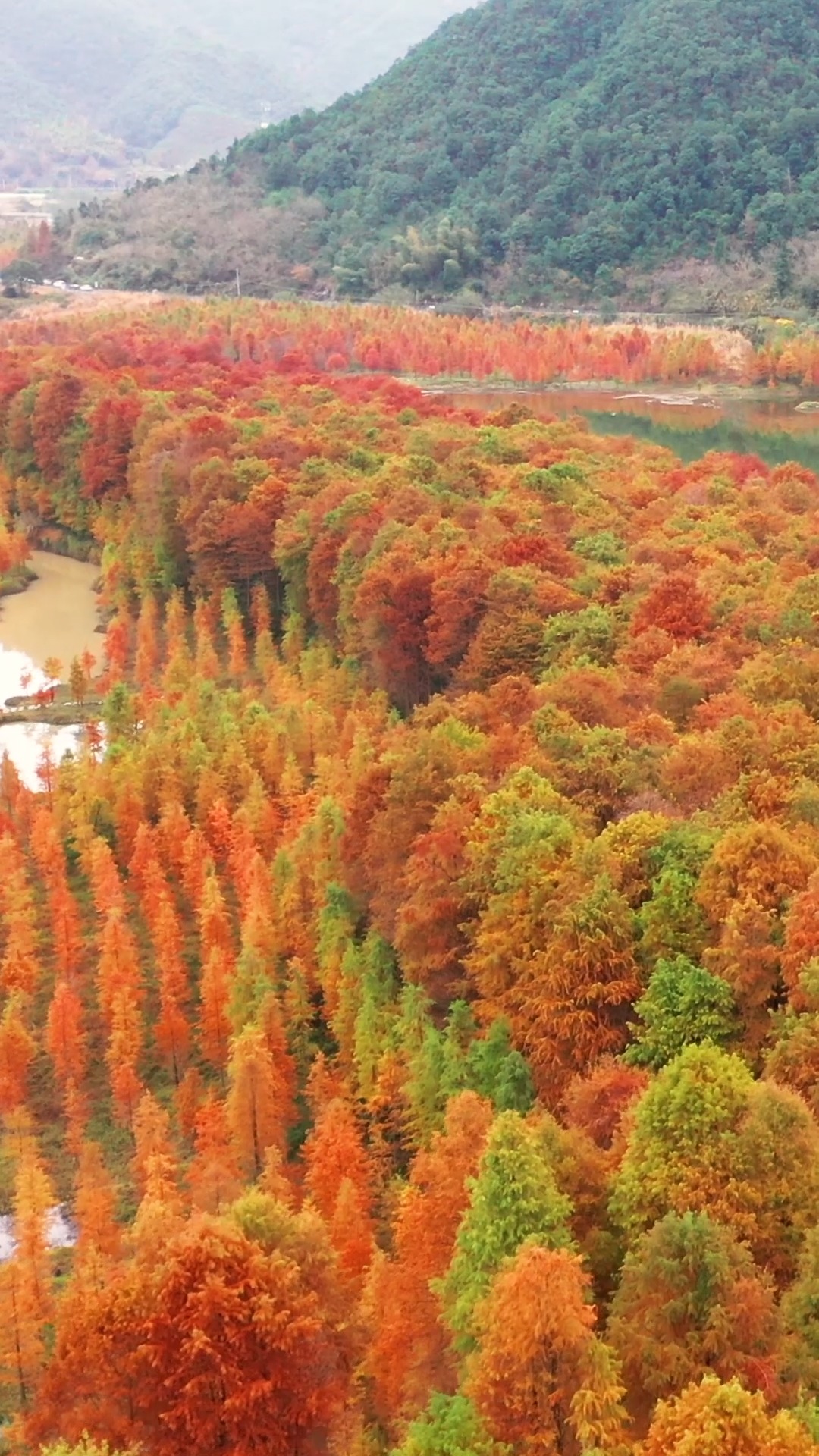 我要上热门浙江临海小芝红树林如今红杉真的红了满满的期待