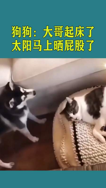 搞笑视频#狗狗:大哥快点起床了,太阳马上晒屁股了!