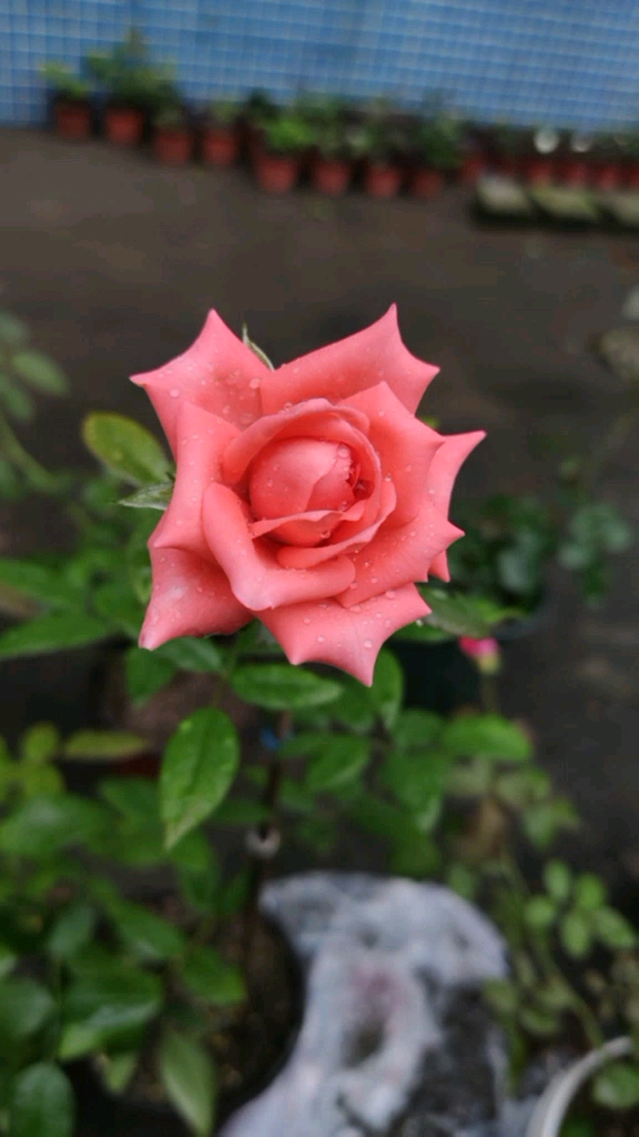 玫瑰花影星(艳粉)