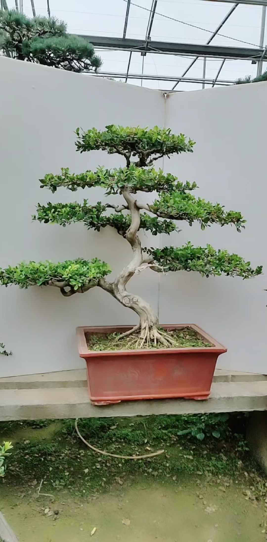 童子功黄杨
