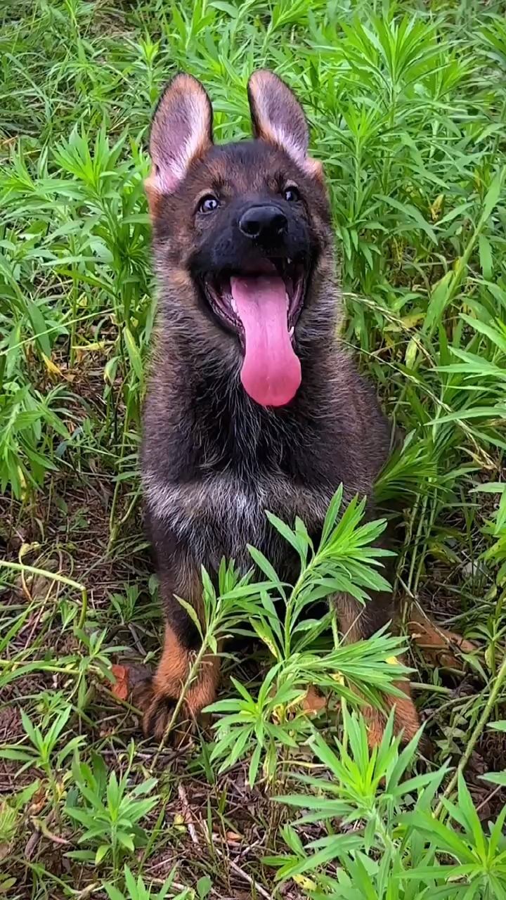 東德牧羊犬#東德幼犬