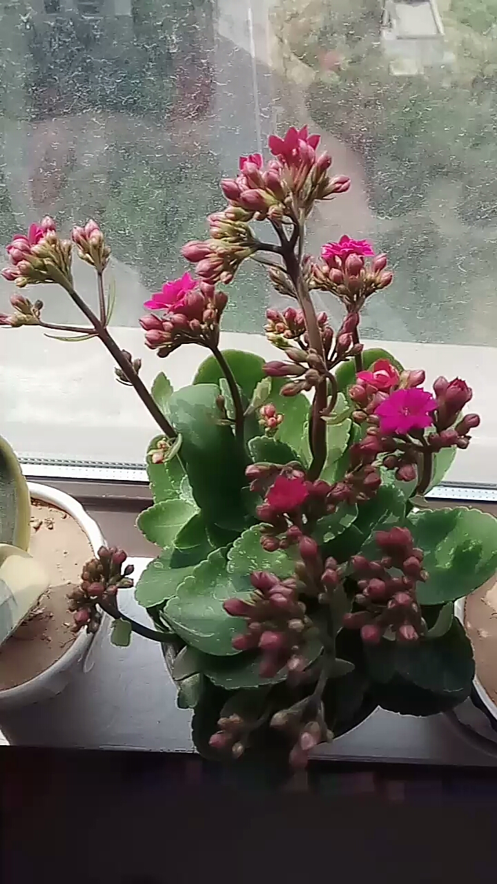 哈哈,买的长寿花开花啦!