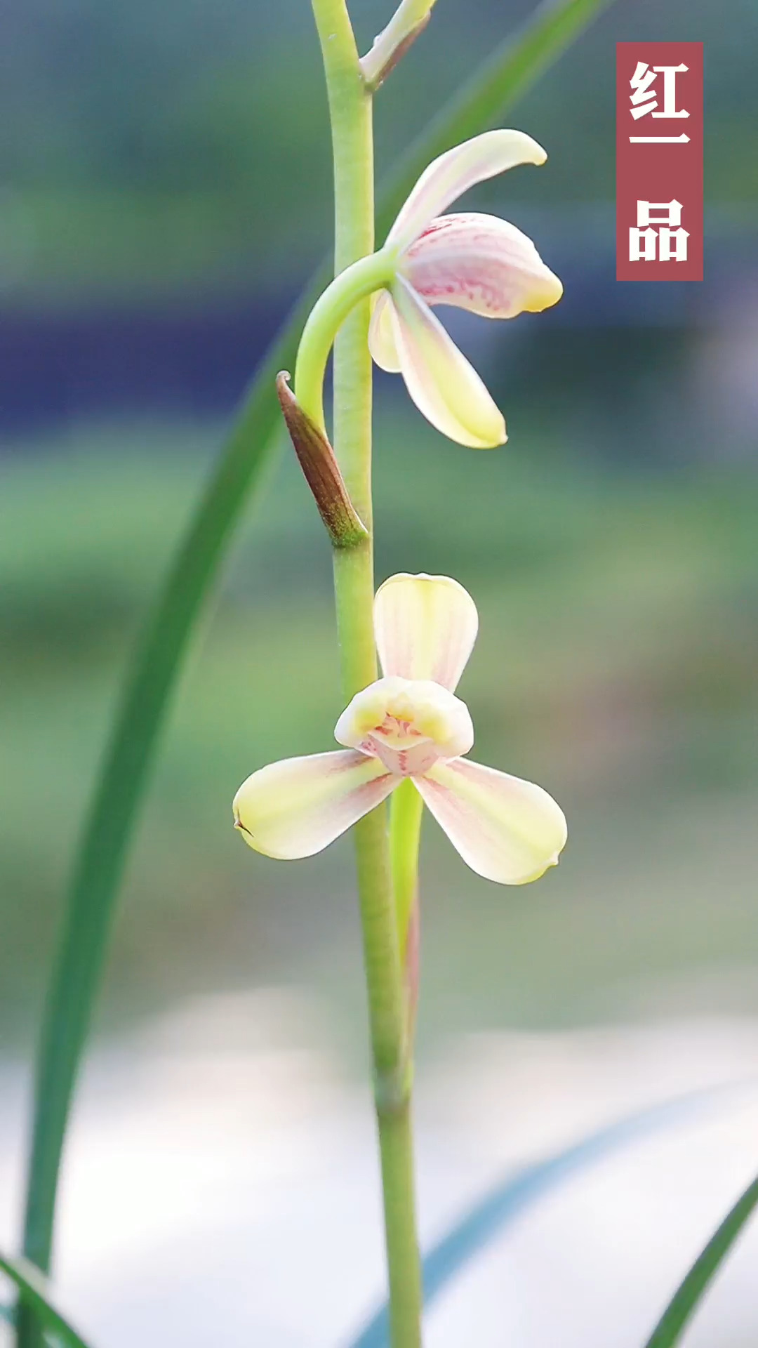 兰花#建兰八大铭品之一的红一品,勤花勤芽,株型漂亮-度小视
