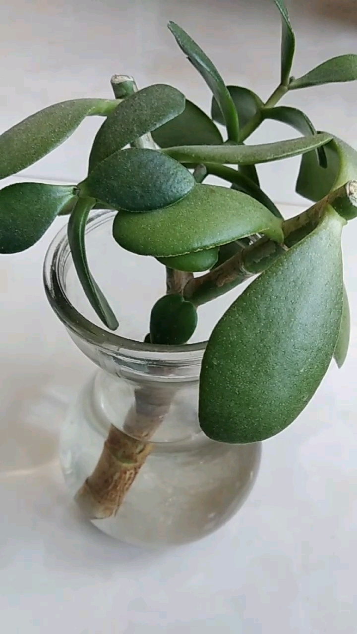 水培的玉树,等长根了栽盆里