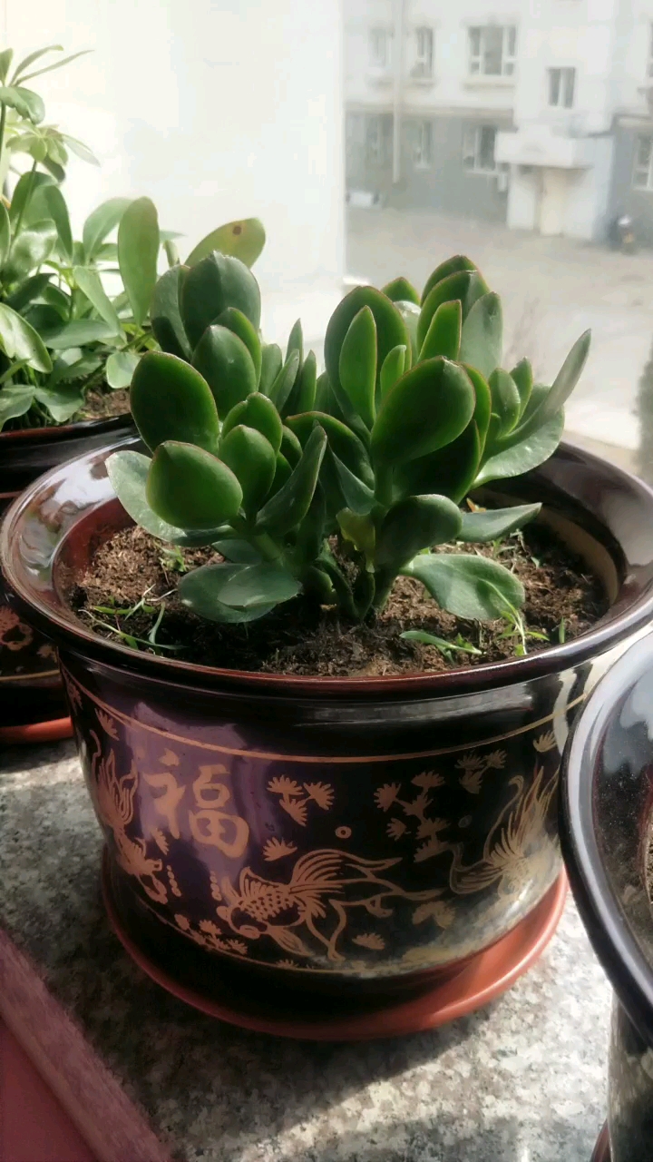 看看金玉叶长的怎么样