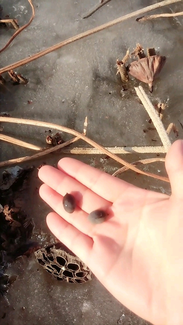 找啊找,找啊找,找到一窝莲蓬籽