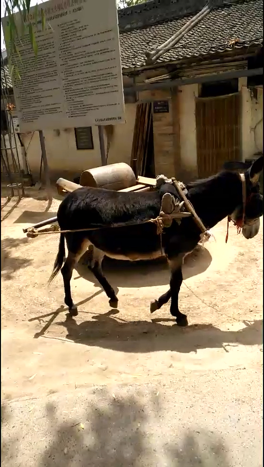 毛驴拉磨,转的就是那个圈.