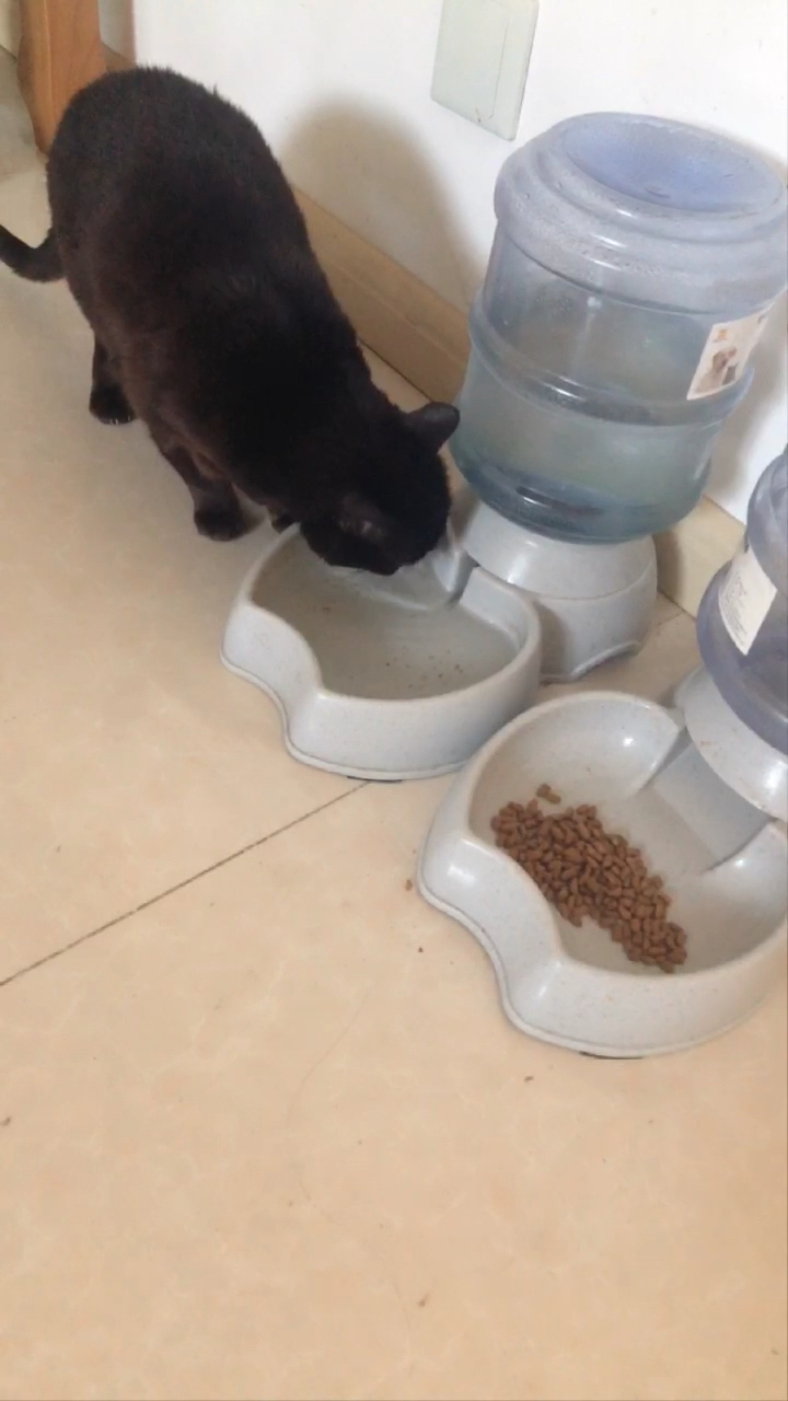 黑豹在喝水,观众过来看