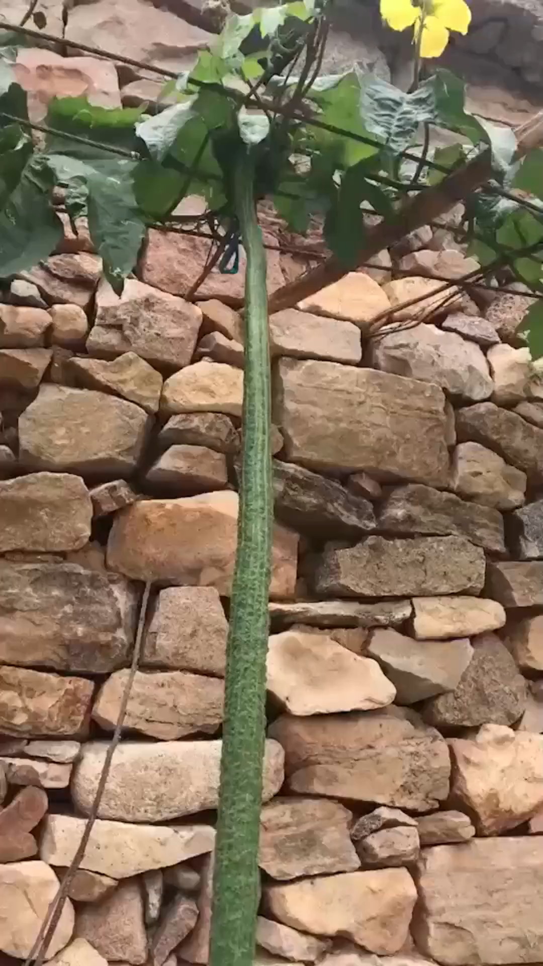 明星娱乐#这段视频又要火了,这是什么瓜,长的也太长了吧