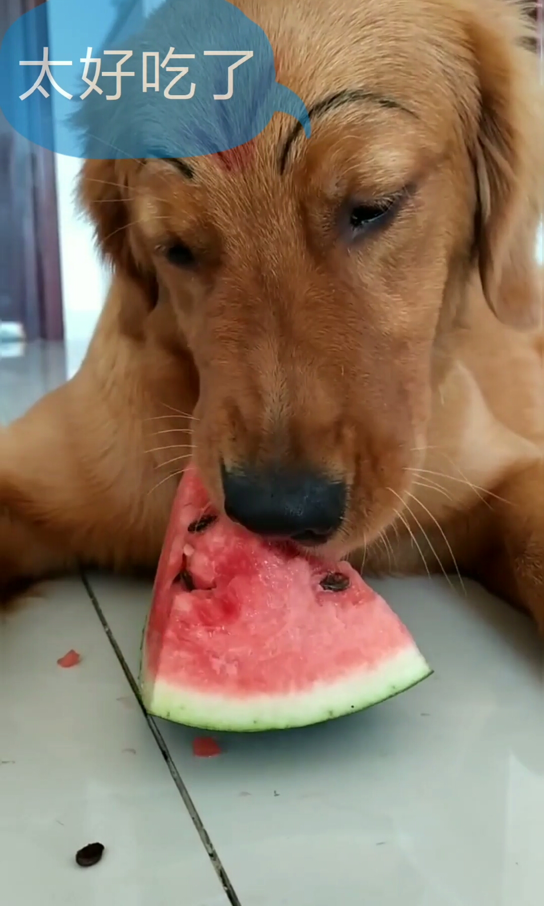 吃西瓜了