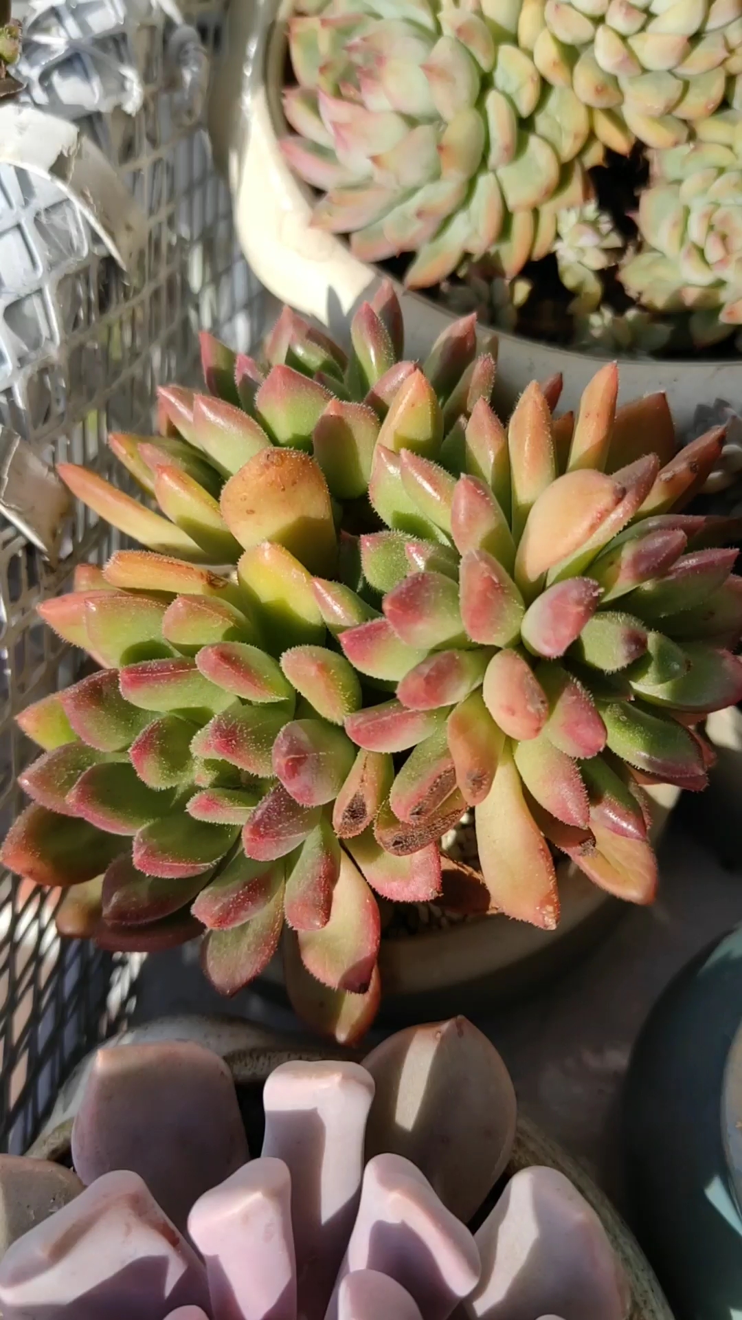 红唇其实已经是老桩了