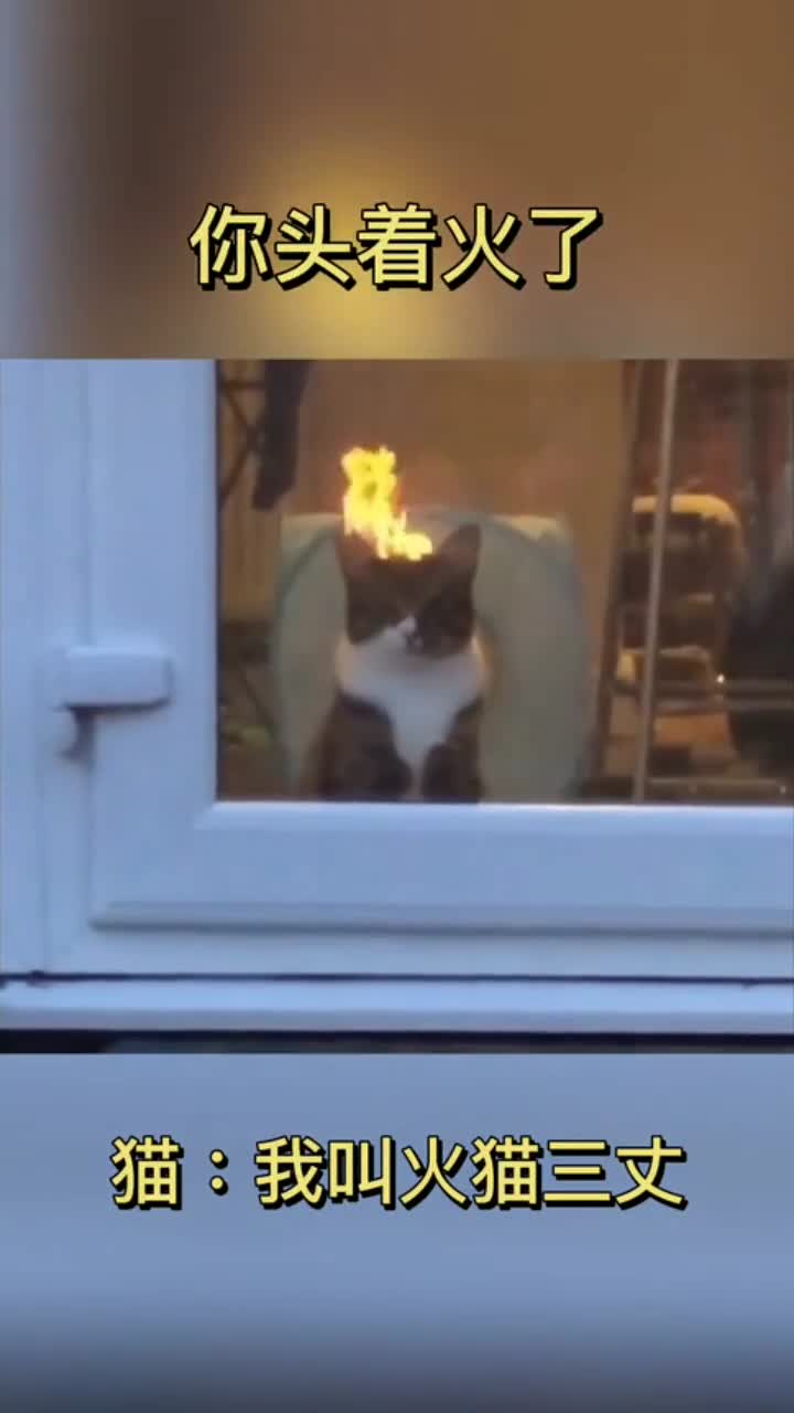 这猫真奇葩,头着火了还这么淡定,猫:我叫火猫三丈