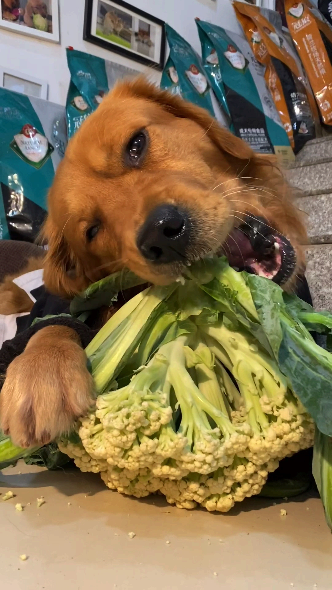 求狗肉做法,刚买的有机菜花叼来就嚯嚯,还往下摘叶子谁允许你吃的,你