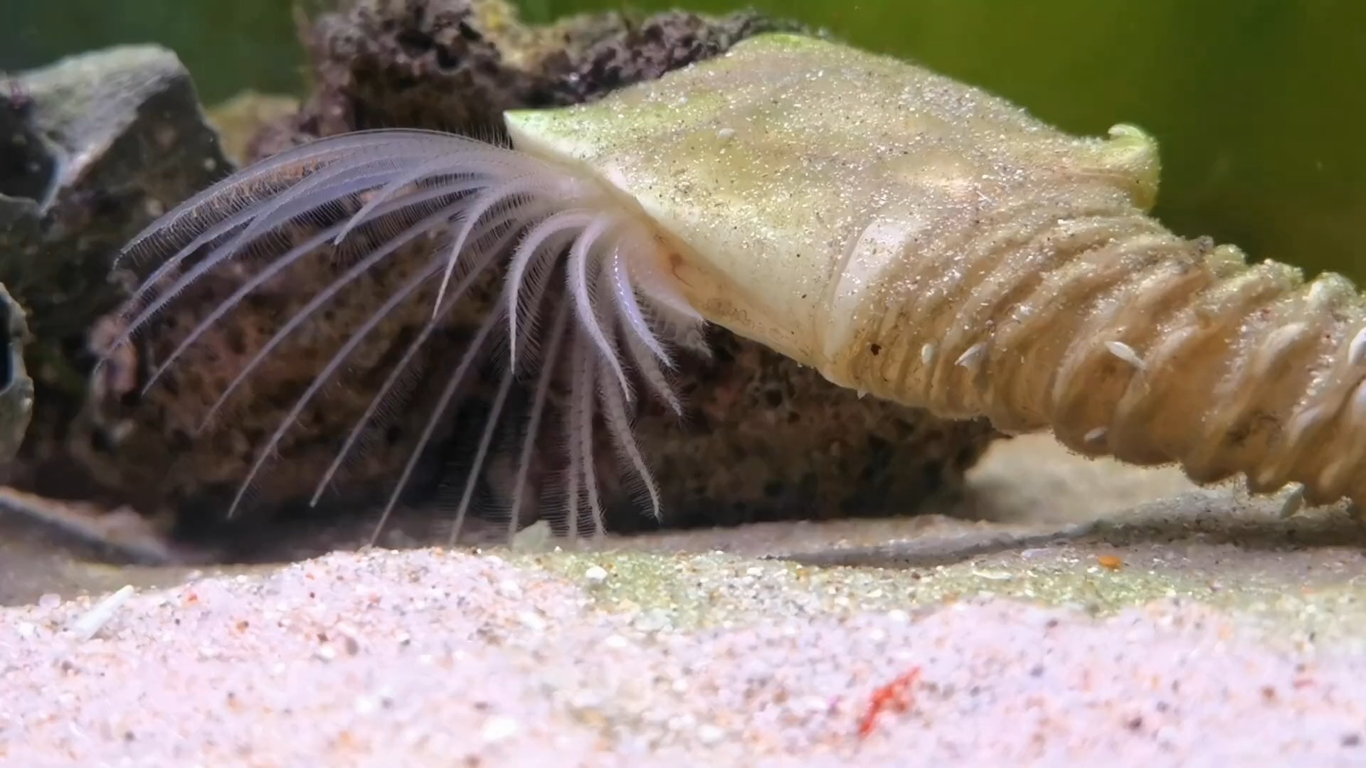 海洋生物铠茗荷满血复活顺便喂喂龙王和济公