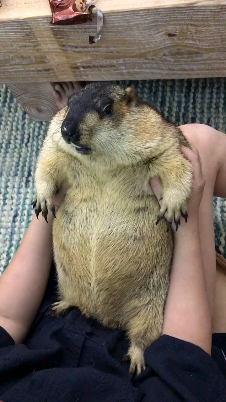 捏捏肥肉好舒服